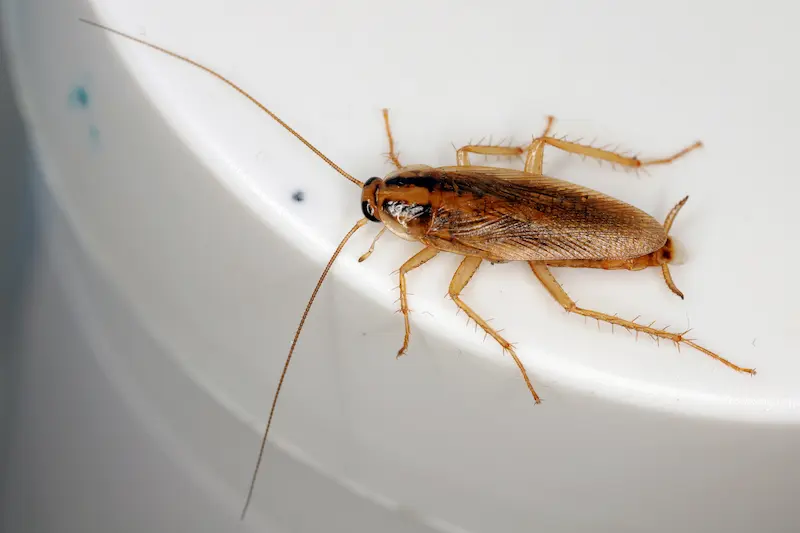 Choosing an Effective German Roach Killer: Safe, Practical Pest Control Tips
