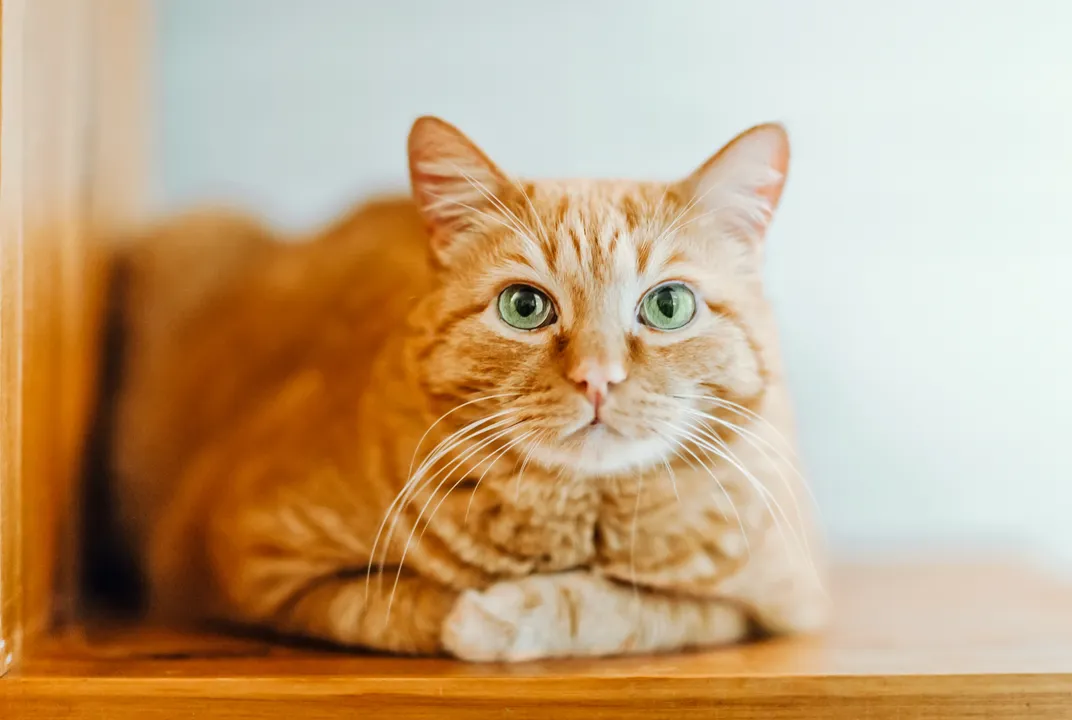 Are orange cats always male? Debunking coat color myths