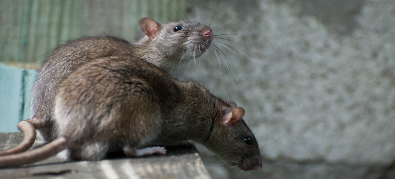 What Kills Rats Instantly